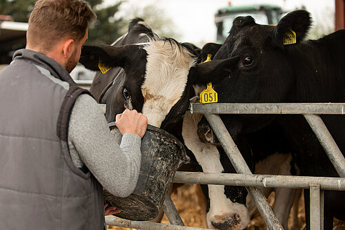 A man facing away from the camera holding a bucket from which a black and white cow is eating.